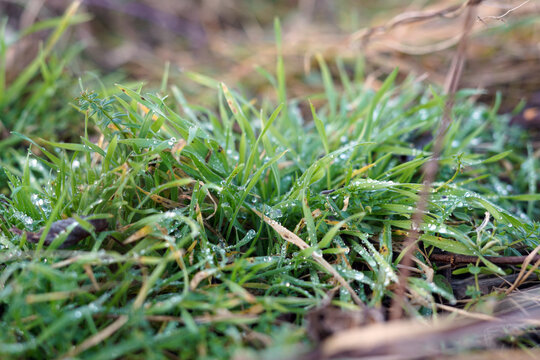 Bunch Of Light Green Grass On Which There Are Many Drops Of Water.