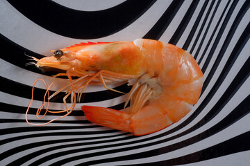 Macro Closeup Whole Shrimp