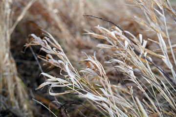 Dry reeds in the wind.