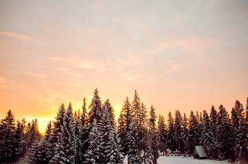 Scenic view of sunset behind trees in winter