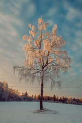 Scenic view of a tree in the snow and sunset