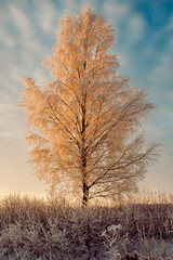 Scenic view of a tree in the snow and sunset