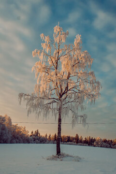Scenic view of a tree in the snow and sunset
