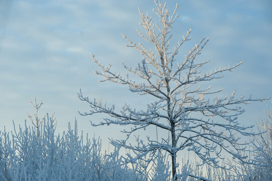 tree in snow
