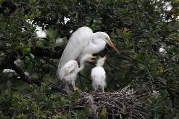 Great egret - Ardea alba - feeding chicks on nest in oak tree in St Augustine, Florida. © Francisco