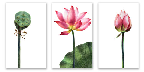 Lotus flowers and leaves, posters of water lilies, painted with watercolor pencils and watercolor. Use it for invitations, postcards, prints, posters and your own design.