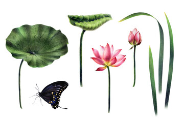 A set of pink lotuses with green leaves, a bud, grass, butterflies, hand-painted with watercolor and watercolor pencils, for making stylish compositions and a set of isolated object for your design.