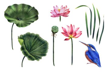 A set of pink lotuses with green leaves, a bud, seeds, kingfisher birds, hand-painted with watercolor and watercolor pencils, for making stylish compositions and a set of isolated object 