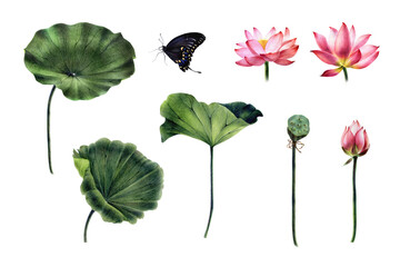 A set of pink lotuses with green leaves, a bud, seeds, butterflies, hand-painted with watercolor and watercolor pencils, for making stylish compositions and a set of isolated object for your design.