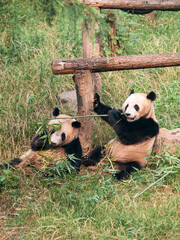 Pandas or Great pandas in Nanjing zoo, eating bamboo © Diana