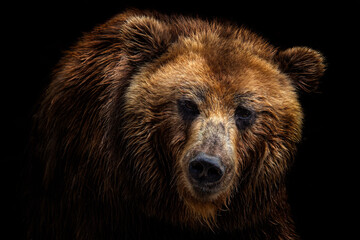 Front view of brown bear isolated on black background. Portrait of Kamchatka bear (Ursus arctos...