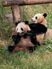 Fototapeta na wymiar Pandas or Great pandas in Nanjing zoo, eating bamboo