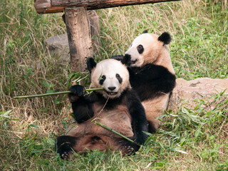 Pandas or Great pandas in Nanjing zoo, eating bamboo