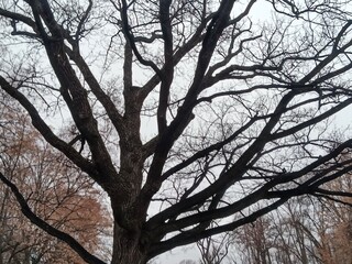 tree in winter
