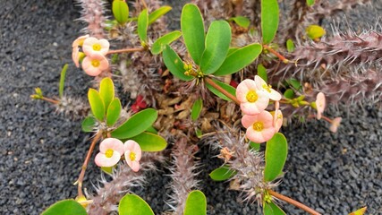 Close-up of the flowers of Euphorbia milii, the crown of thorns, Christ plant, or Christ thorn