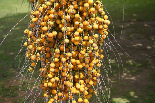 Butia fruits (Butia capitatais) a genus of palms in the family Arecaceae, native to the South American countries of Brazil, Paraguay, Uruguay and Argentina. Arecaceae family.