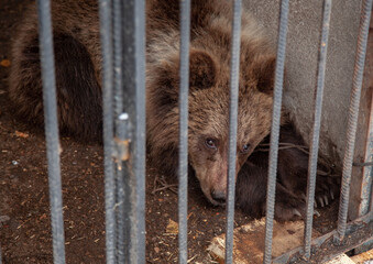 A frightened bear in the corner of the cage. Sadly looks through the bars.
