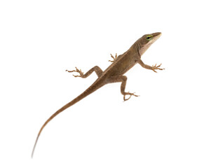 Anolis carolinensis green anole against white background isolated
