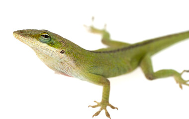 Anolis carolinensis green anole against white background isolated