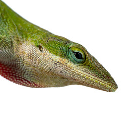 Close up of a green anole Anolis carolinensis