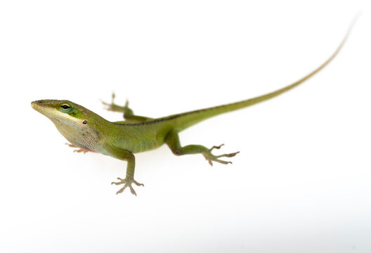 Anolis carolinensis green anole against white background isolated