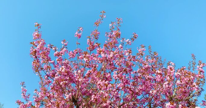 Establishing shot of beautiful floral spring abstract background of nature. Branches of pink cherry blossoming with soft focus on blue sky background. Day time on April 2021. Still camera view. ProRes