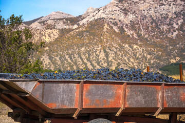 Harvesting grapes