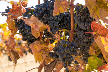 Harvesting grapes