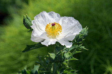 アルゲモネ・アルパ