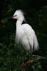 Fototapeta premium Snowy Egret - Egretta thula - in full breeding coloration and plumage in St Augustine, Florida.