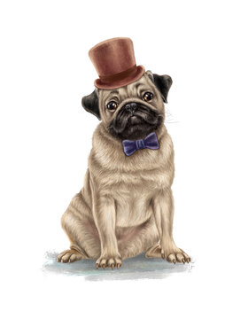 Cute pug dog character in bow tie and hat. Hand-painted beautiful thoroughbred pet on a white background. Good for t-shirts, posters, birthday. Ideal for printing and card making.