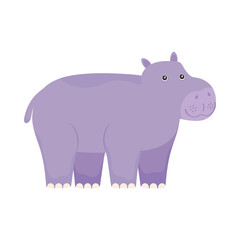hippopotamus exotic animal
