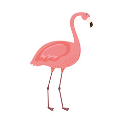 flamingo exotic animal
