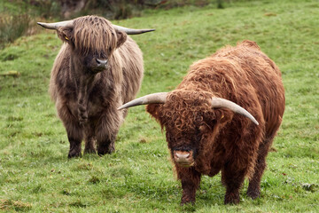 Brown Highland cattle grazing in pasture