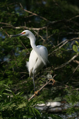 Snowy Egret - Egretta thula - in full breeding coloration and plumage in St Augustine, Florida.