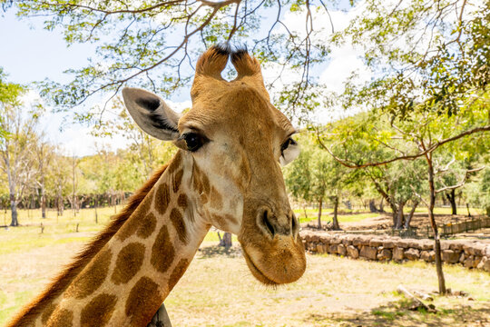 Giraffe portrait head up on the african savannah. High quality photo