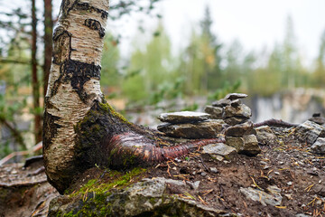 Fototapeta na wymiar Close-up of the root of an old mossy tree and a pile of stones. Karelian nature. Wet from the rain.