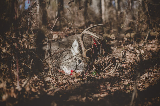 Dead deer laying in woods