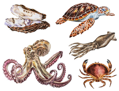 Sea collection with octopus, crab, turtle, squid, pearl in the shell, isolated on white background. Illustration. Watercolor. Hand drawn.