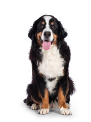 Pretty adult Berner Sennen dog, sitting up, facing camera. Looking towards lense. Isolated on a solid white background.