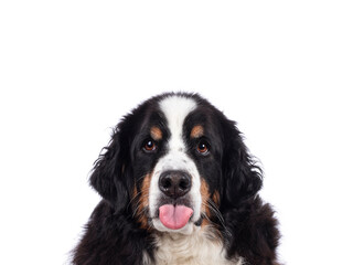 Funny head shot of pretty adult Berner Sennen dog, sticking out tongue. Looking towards camera. Isolated on a solid white background.