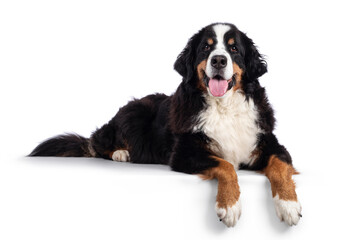 Pretty adult Berner Sennen dog, laying down side ways on edge. Looking towards camera with tongue out. Isolated on a solid white background.