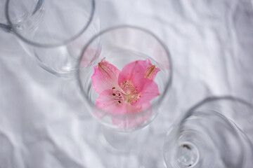 Delicate small pink flower in a glass goblet as a decoration on a white background