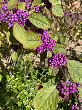 Closeup shot of Bodinier's beautyberries