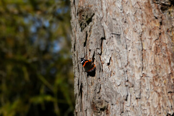 Red admiral butterfly (Vanessa Atalanta) perched on tree in Zurich, Switzerland