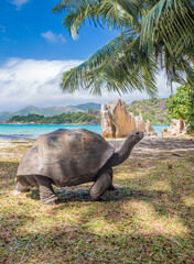 Aldabra giant tortoise on Curieuse Island, Seychelles - obrazy, fototapety, plakaty