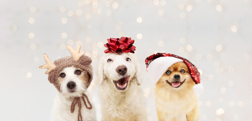 Banner christmas dogs. Three puppies celebrating holidays wearing a red glitter ribbon, santa hat and reindeer costume on head. isolated against gray  background with  overlays.