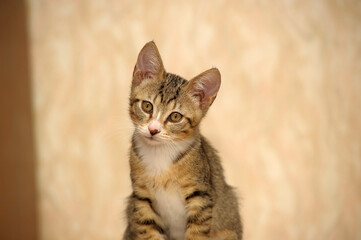 Naklejka na ściany i meble tabby and white young European Shorthair kitten