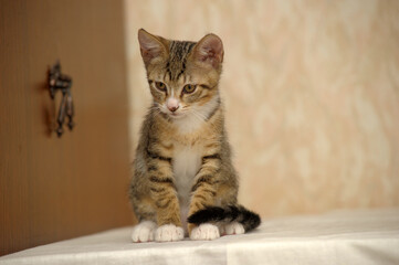 tabby and white young European Shorthair kitten
