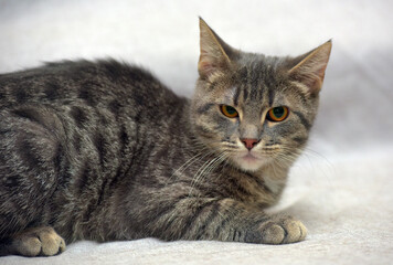 gray with stripes cat lies on the couch